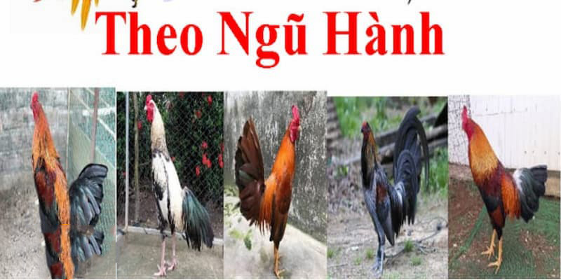 Chủ nuôi nên dựa vào nhiều yếu tố để xác định màu mạng chuẩn xác