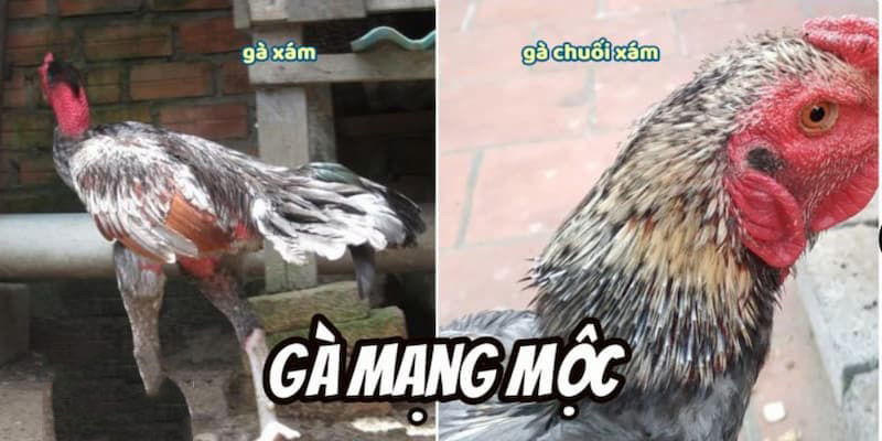 Giới thiệu đặc điểm của chiến kê mang màu mạng gà đá