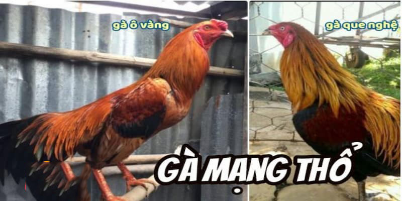 Đặc điểm chiến kể mệnh Thổ thường mang gam màu nâu chủ đạo