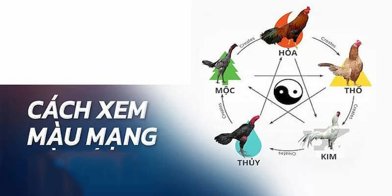 Thông tin giới thiệu về màu mạng đá gà cho anh em